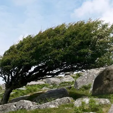 Hårdfør hække til steder med blæst